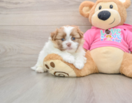 6 week old Shih Pom Puppy For Sale - Florida Fur Babies
