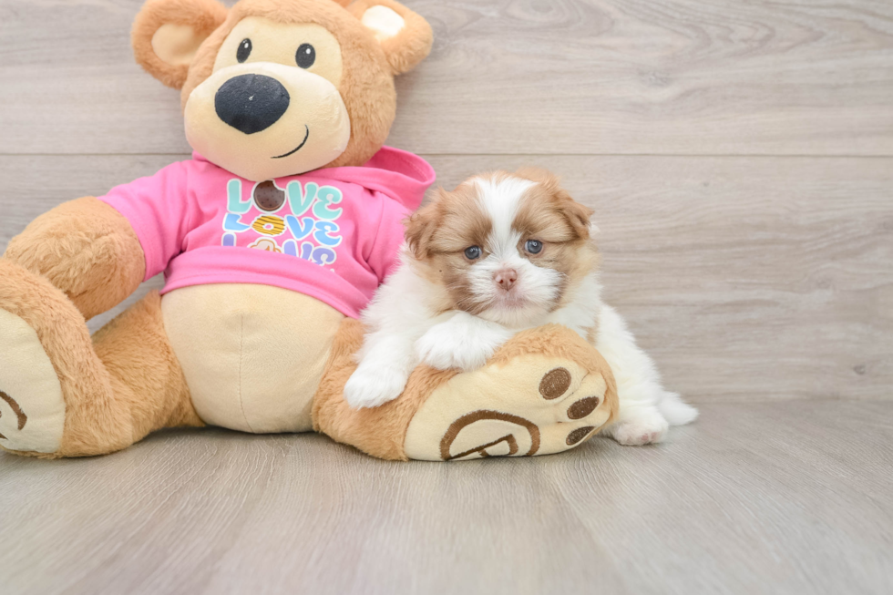 Smart Shih Pom Designer Pup
