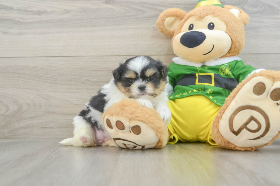 5 week old Shih Pom Puppy For Sale - Florida Fur Babies