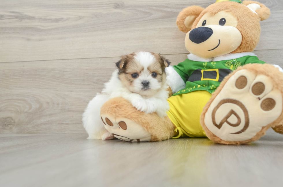 5 week old Shih Pom Puppy For Sale - Florida Fur Babies