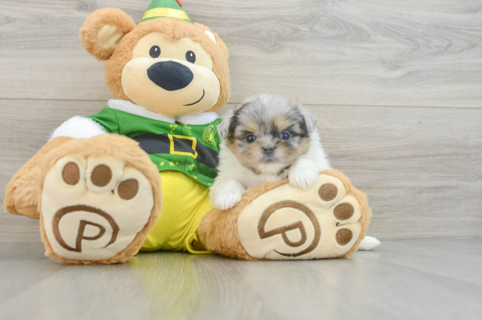 5 week old Shih Pom Puppy For Sale - Florida Fur Babies