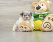 7 week old Shih Pom Puppy For Sale - Florida Fur Babies