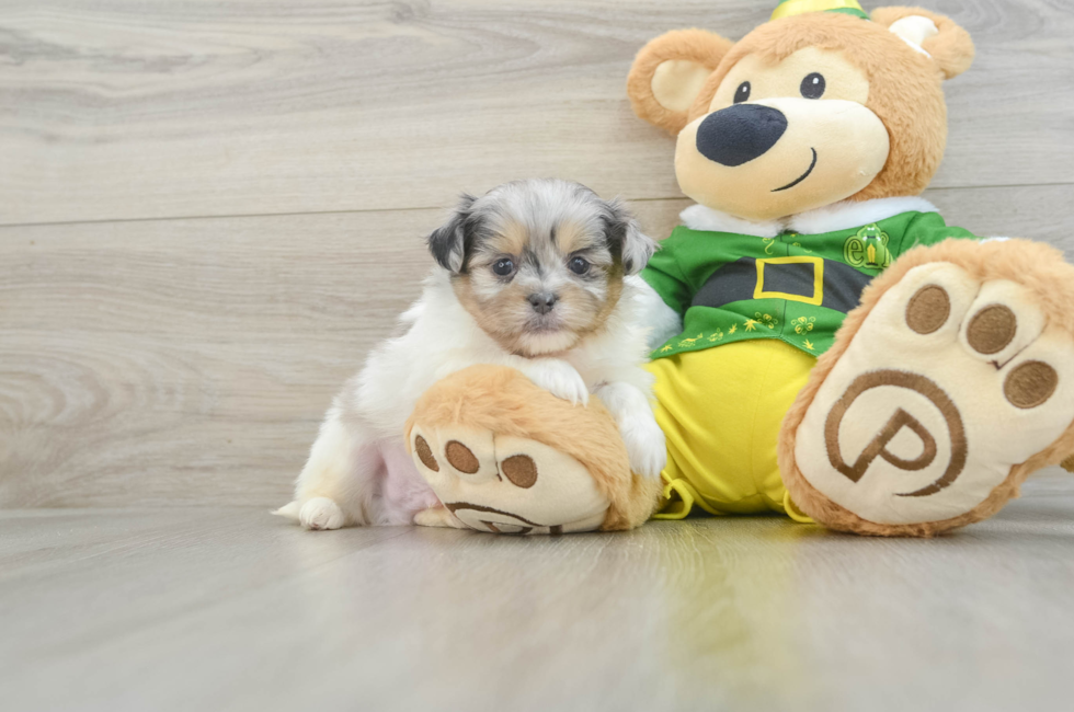 5 week old Shih Pom Puppy For Sale - Florida Fur Babies