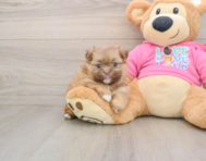 6 week old Shih Pom Puppy For Sale - Florida Fur Babies