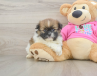 8 week old Shih Pom Puppy For Sale - Florida Fur Babies