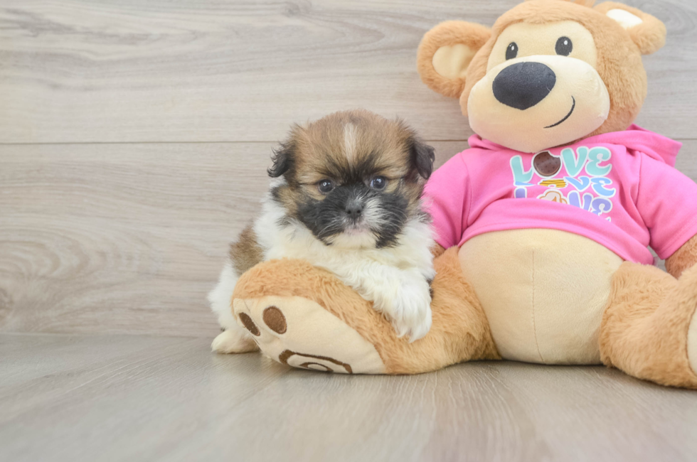 5 week old Shih Pom Puppy For Sale - Florida Fur Babies