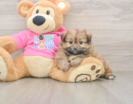 5 week old Shih Pom Puppy For Sale - Florida Fur Babies