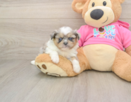 5 week old Shih Pom Puppy For Sale - Florida Fur Babies