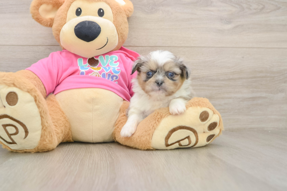 Best Shih Pom Baby