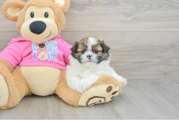 Little Pomtzu Designer Puppy