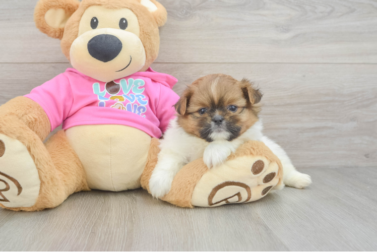 Best Shih Pom Baby