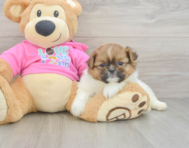 6 week old Shih Pom Puppy For Sale - Florida Fur Babies