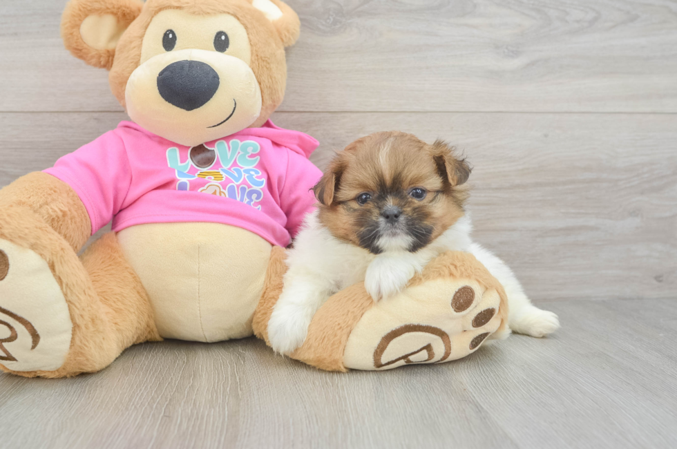 5 week old Shih Pom Puppy For Sale - Florida Fur Babies