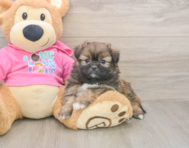 5 week old Shih Pom Puppy For Sale - Florida Fur Babies