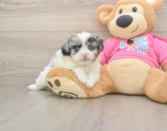 5 week old Shih Pom Puppy For Sale - Florida Fur Babies