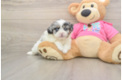 Smart Shih Pom Designer Pup