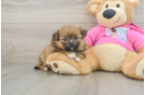 Best Shih Pom Baby