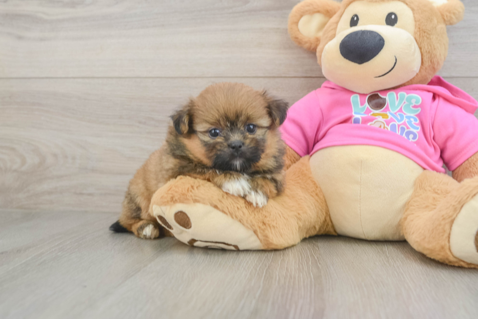Best Shih Pom Baby