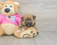 8 week old Shih Pom Puppy For Sale - Florida Fur Babies