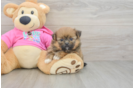 Best Shih Pom Baby