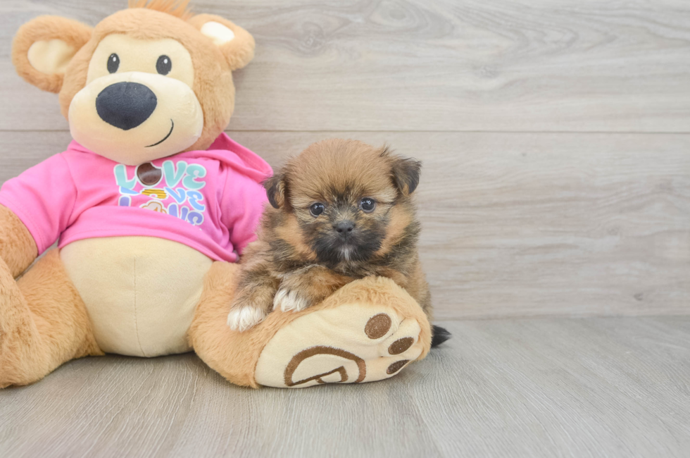 5 week old Shih Pom Puppy For Sale - Florida Fur Babies