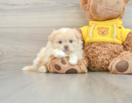 6 week old Shih Pom Puppy For Sale - Florida Fur Babies