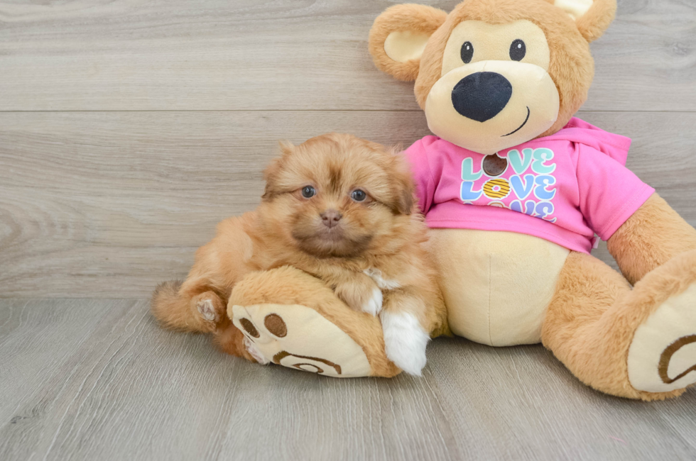 6 week old Shih Pom Puppy For Sale - Florida Fur Babies