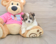 6 week old Shih Pom Puppy For Sale - Florida Fur Babies