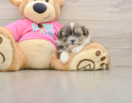 5 week old Shih Pom Puppy For Sale - Florida Fur Babies