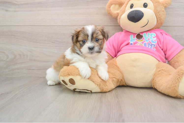 Best Shih Pom Baby