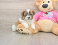 5 week old Shih Pom Puppy For Sale - Florida Fur Babies