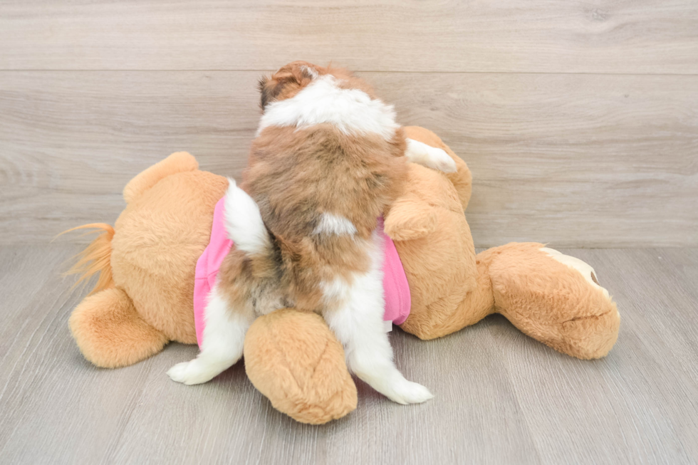 Popular Shih Pom Designer Pup