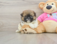 7 week old Shih Pom Puppy For Sale - Florida Fur Babies