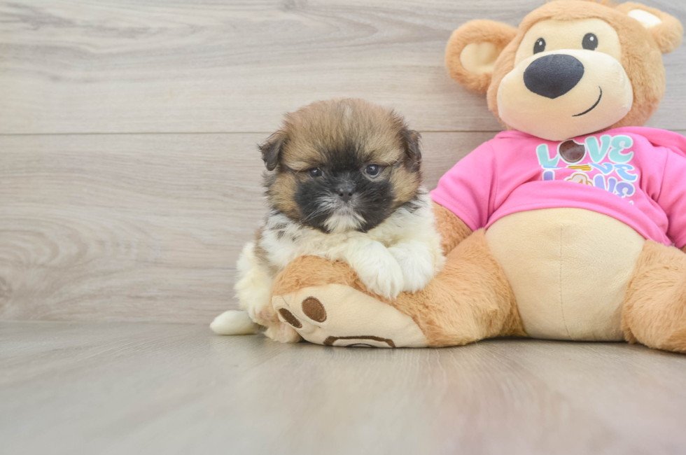 5 week old Shih Pom Puppy For Sale - Florida Fur Babies