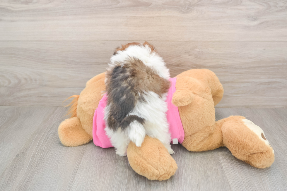 Shih Pom Puppy for Adoption