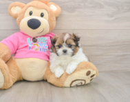 5 week old Shih Pom Puppy For Sale - Florida Fur Babies