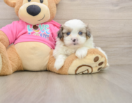 5 week old Shih Pom Puppy For Sale - Florida Fur Babies