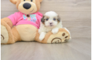 Small Shih Pom Baby
