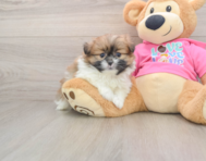 5 week old Shih Pom Puppy For Sale - Florida Fur Babies