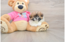 Shih Pom Puppy for Adoption
