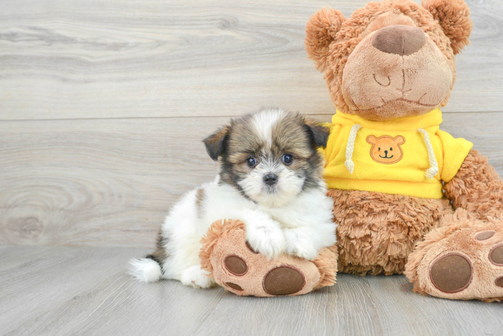 Smart Shih Pom Designer Pup