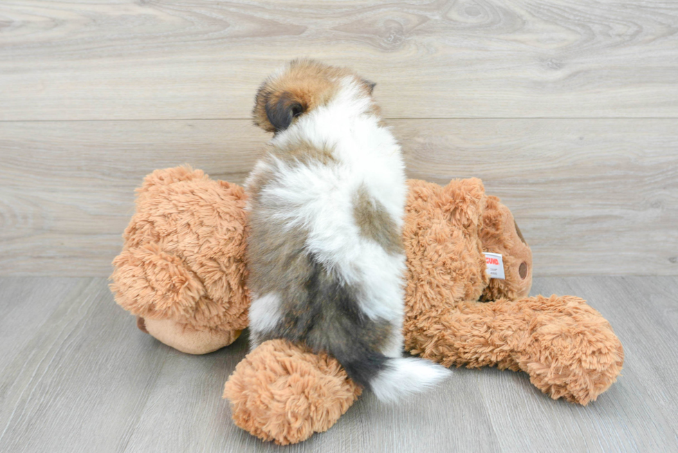 Shih Pom Puppy for Adoption