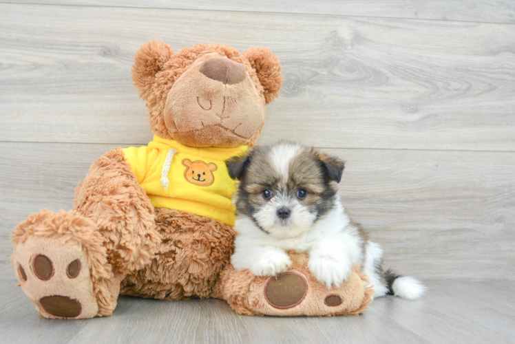 Little Pom Tzu Designer Puppy