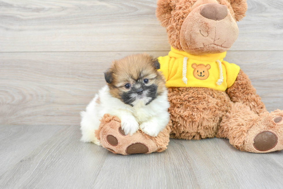 Happy Shih Pom Baby