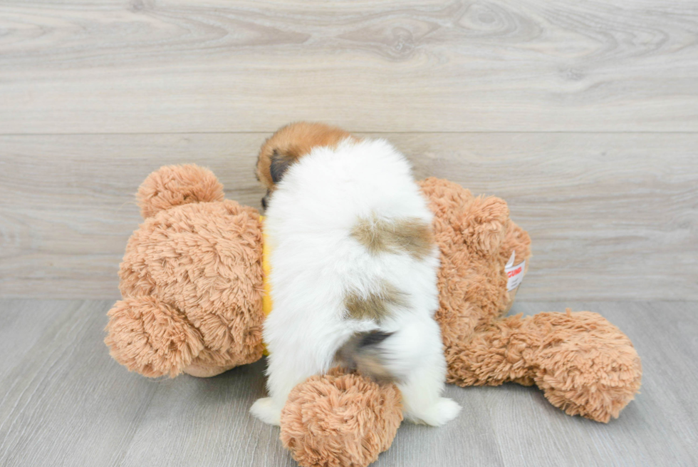 Friendly Shih Pom Baby