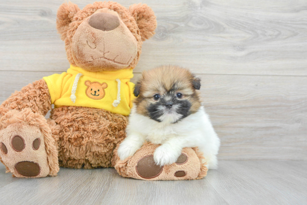 Best Shih Pom Baby