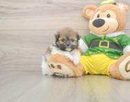 5 week old Shih Pom Puppy For Sale - Florida Fur Babies