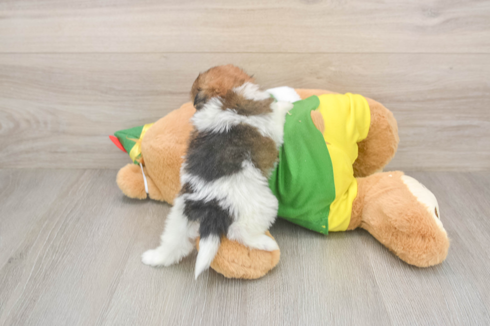 Shih Pom Puppy for Adoption
