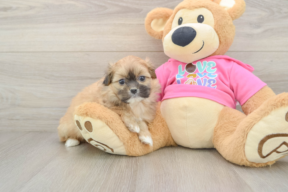 Shih Pom Pup Being Cute