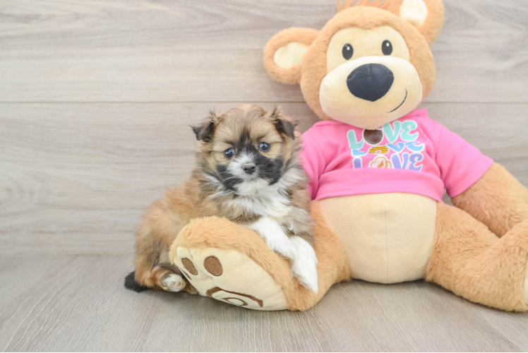 Fluffy Shih Pom Designer Pup